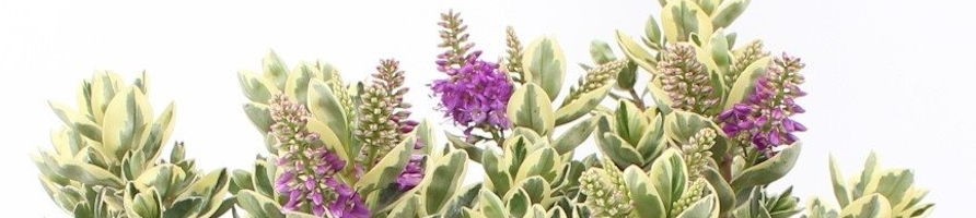 Piante sempreverdi