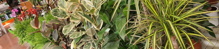 Piante da interno