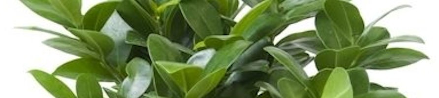 Piante verdi