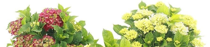 Piante a foglia caduca