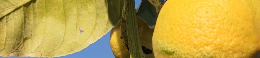 Piante da frutto