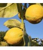 Piante da frutto